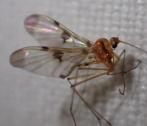 Réf. 215 878 : Macrocera phalerata